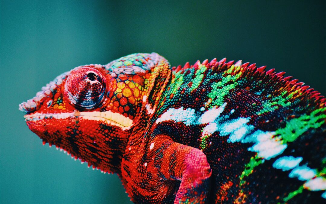 Are you a Chameleon?